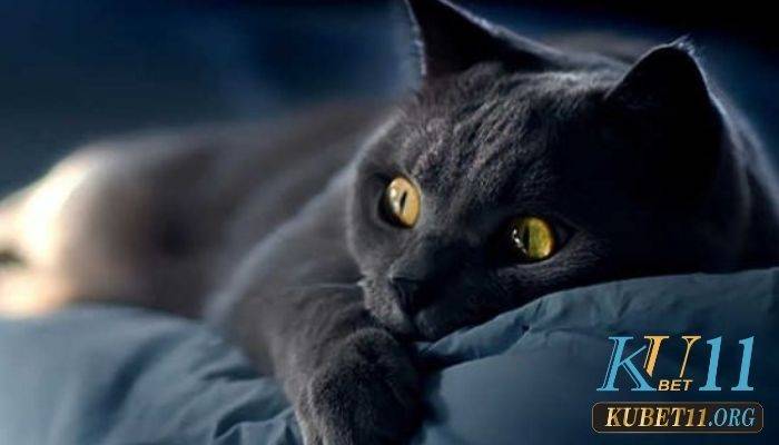 Ngủ mơ nghe tiếng mèo đen kêu 