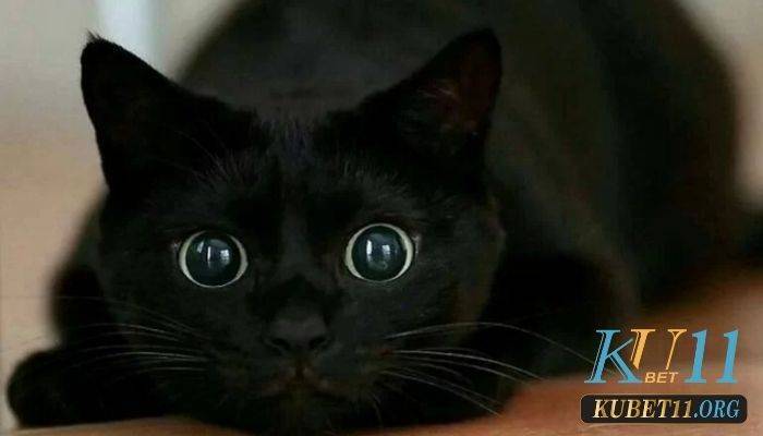 Mơ thấy mèo đen thì đánh gì cho hên?